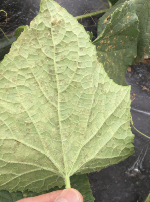 Gray sporulation on the underside of a cucurbit leaf.